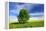 Tree on the Edge of a Rape Field in the Spring, Saalekreis, Saxony-Anhalt, Germany-Andreas Vitting-Framed Premier Image Canvas