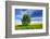 Tree on the Edge of a Rape Field in the Spring, Saalekreis, Saxony-Anhalt, Germany-Andreas Vitting-Framed Photographic Print