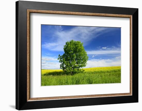 Tree on the Edge of a Rape Field in the Spring, Saalekreis, Saxony-Anhalt, Germany-Andreas Vitting-Framed Photographic Print