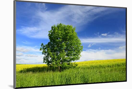 Tree on the Edge of a Rape Field in the Spring, Saalekreis, Saxony-Anhalt, Germany-Andreas Vitting-Mounted Photographic Print