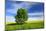 Tree on the Edge of a Rape Field in the Spring, Saalekreis, Saxony-Anhalt, Germany-Andreas Vitting-Mounted Photographic Print