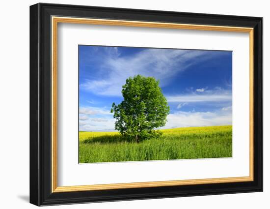 Tree on the Edge of a Rape Field in the Spring, Saalekreis, Saxony-Anhalt, Germany-Andreas Vitting-Framed Photographic Print