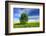 Tree on the Edge of a Rape Field in the Spring, Saalekreis, Saxony-Anhalt, Germany-Andreas Vitting-Framed Photographic Print