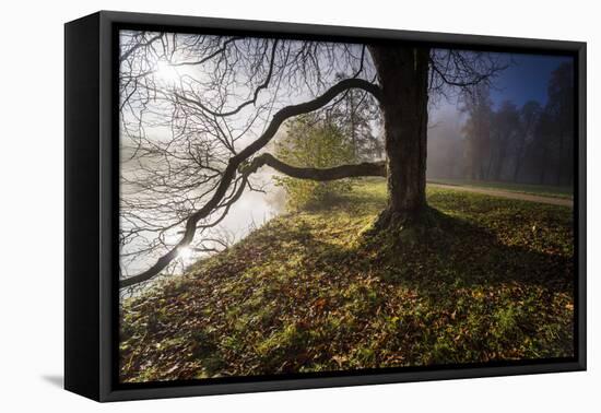 Tree on the Shore, Leaving Fog in the Back Light-Falk Hermann-Framed Premier Image Canvas