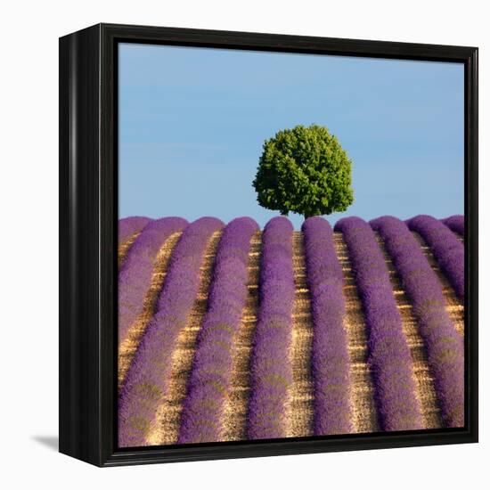 Tree on the Top of the Hill in Lavender Field-Nino Marcutti-Framed Premier Image Canvas