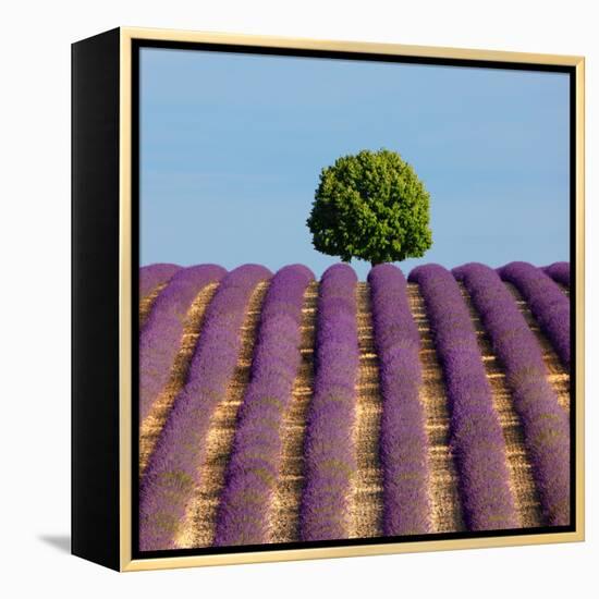 Tree on the Top of the Hill in Lavender Field-Nino Marcutti-Framed Premier Image Canvas