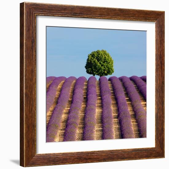 Tree on the Top of the Hill in Lavender Field-Nino Marcutti-Framed Photographic Print