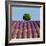 Tree on the Top of the Hill in Lavender Field-Nino Marcutti-Framed Photographic Print