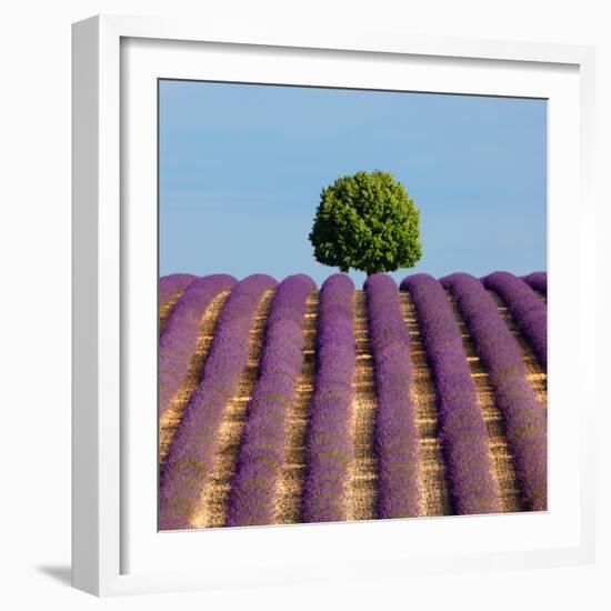 Tree on the Top of the Hill in Lavender Field-Nino Marcutti-Framed Photographic Print