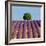 Tree on the Top of the Hill in Lavender Field-Nino Marcutti-Framed Photographic Print