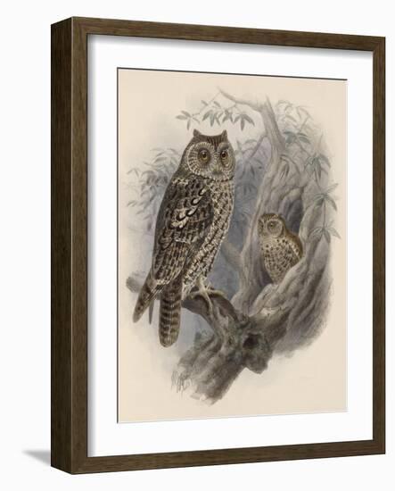 Tree Owls 1902-Vintage Apple Collection-Framed Giclee Print