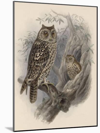 Tree Owls 1902-Vintage Apple Collection-Mounted Giclee Print