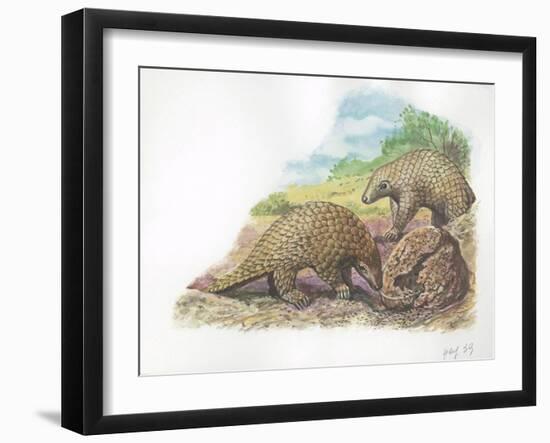 Tree Pangolins Manis Tricuspis Catching Ants-null-Framed Giclee Print