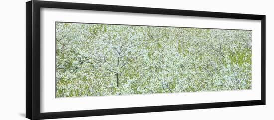 Tree Panorama I-James McLoughlin-Framed Photographic Print