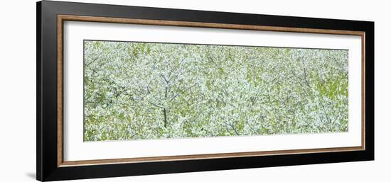 Tree Panorama I-James McLoughlin-Framed Photographic Print