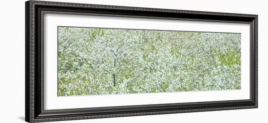 Tree Panorama I-James McLoughlin-Framed Photographic Print