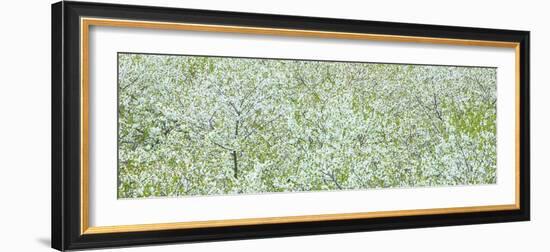 Tree Panorama I-James McLoughlin-Framed Photographic Print