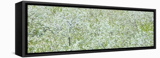 Tree Panorama I-James McLoughlin-Framed Premier Image Canvas