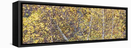 Tree Panorama III-James McLoughlin-Framed Premier Image Canvas