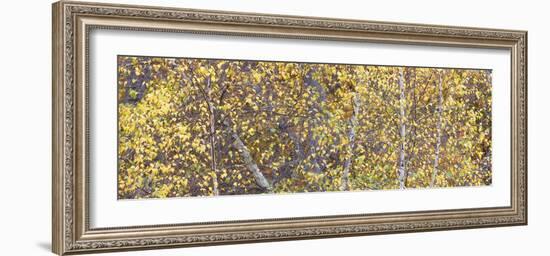 Tree Panorama III-James McLoughlin-Framed Photographic Print