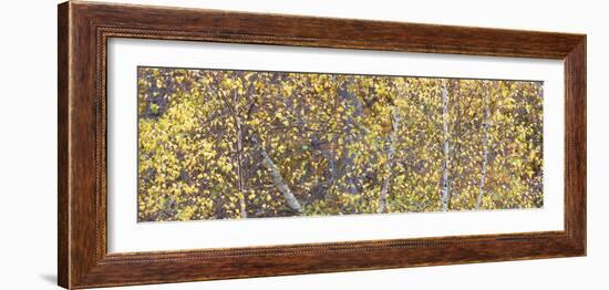 Tree Panorama III-James McLoughlin-Framed Photographic Print