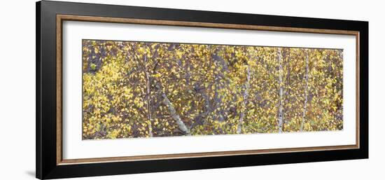 Tree Panorama III-James McLoughlin-Framed Photographic Print