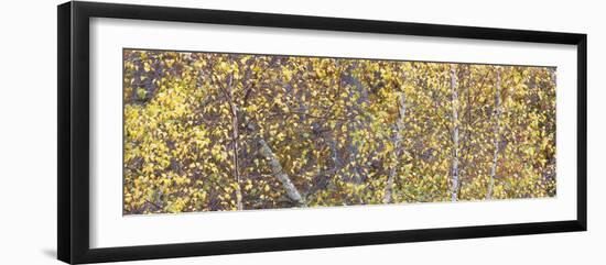 Tree Panorama III-James McLoughlin-Framed Photographic Print