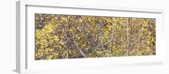 Tree Panorama III-James McLoughlin-Framed Photographic Print