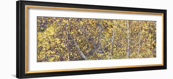 Tree Panorama III-James McLoughlin-Framed Photographic Print