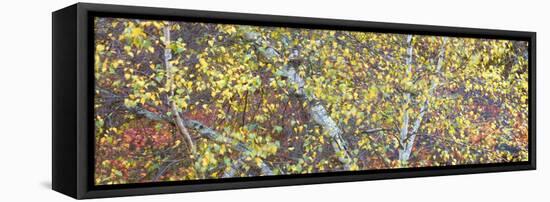 Tree Panorama IV-James McLoughlin-Framed Premier Image Canvas