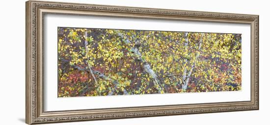 Tree Panorama IV-James McLoughlin-Framed Photographic Print