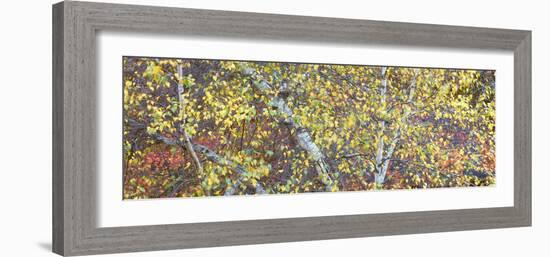 Tree Panorama IV-James McLoughlin-Framed Photographic Print