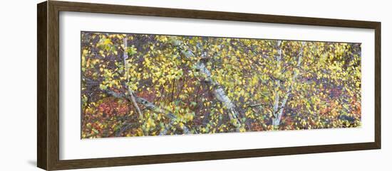 Tree Panorama IV-James McLoughlin-Framed Photographic Print