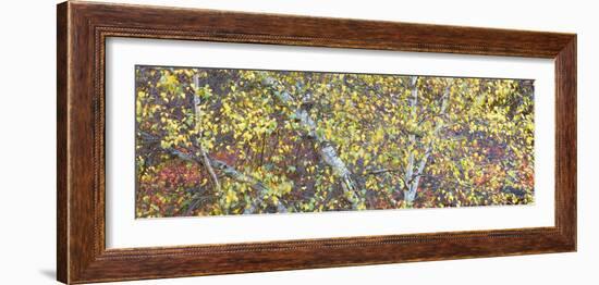 Tree Panorama IV-James McLoughlin-Framed Photographic Print