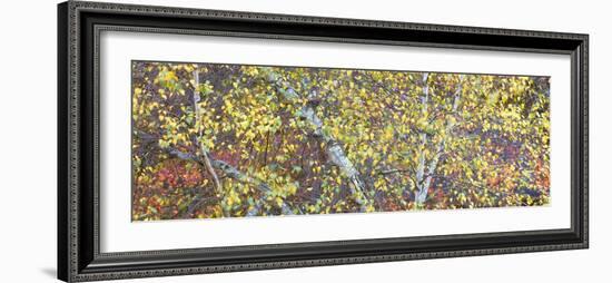 Tree Panorama IV-James McLoughlin-Framed Photographic Print