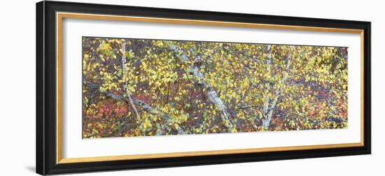 Tree Panorama IV-James McLoughlin-Framed Photographic Print