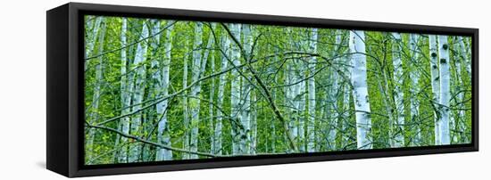 Tree Panorama V-James McLoughlin-Framed Premier Image Canvas