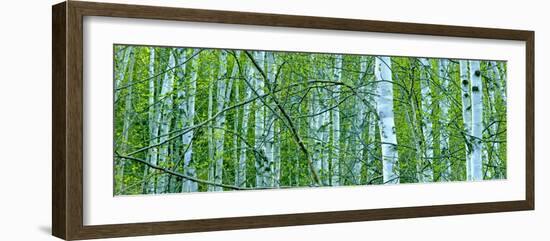 Tree Panorama V-James McLoughlin-Framed Photographic Print