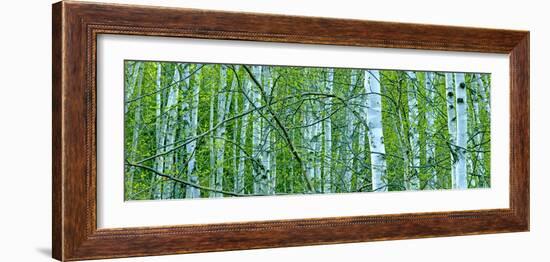 Tree Panorama V-James McLoughlin-Framed Photographic Print