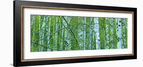 Tree Panorama V-James McLoughlin-Framed Photographic Print