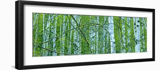 Tree Panorama V-James McLoughlin-Framed Photographic Print