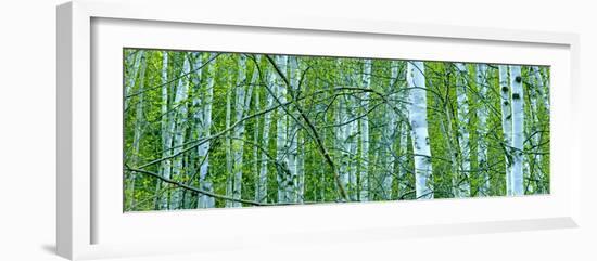 Tree Panorama V-James McLoughlin-Framed Photographic Print