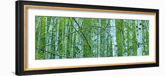 Tree Panorama V-James McLoughlin-Framed Photographic Print