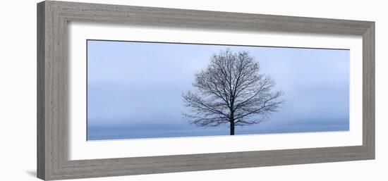 Tree Panorama VI-James McLoughlin-Framed Photographic Print