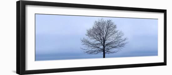 Tree Panorama VI-James McLoughlin-Framed Photographic Print