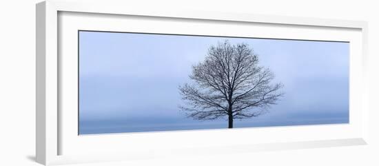 Tree Panorama VI-James McLoughlin-Framed Photographic Print