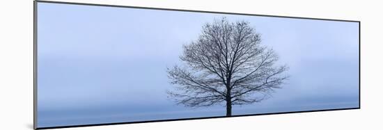 Tree Panorama VI-James McLoughlin-Mounted Photographic Print