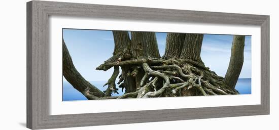 Tree Panorama VII-James McLoughlin-Framed Photographic Print