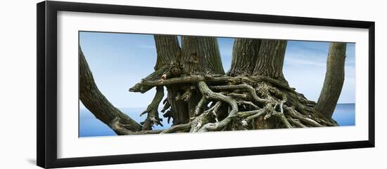 Tree Panorama VII-James McLoughlin-Framed Photographic Print