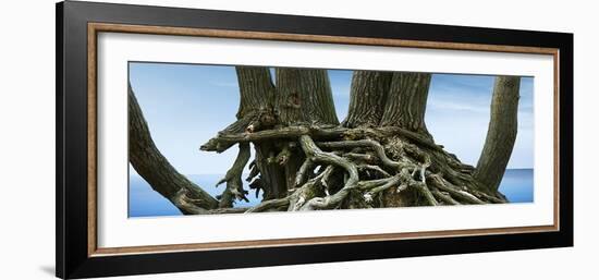Tree Panorama VII-James McLoughlin-Framed Photographic Print